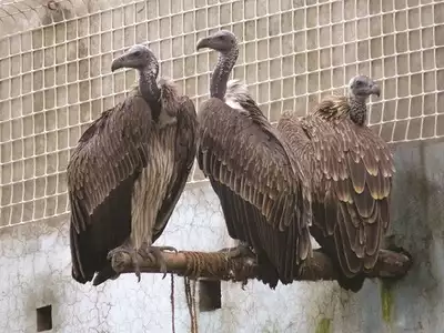 The-Population-Of-Vultures-Across-The-Western-Ghats-Has-Declined-To-Hundreds-From-Ten-Thousand